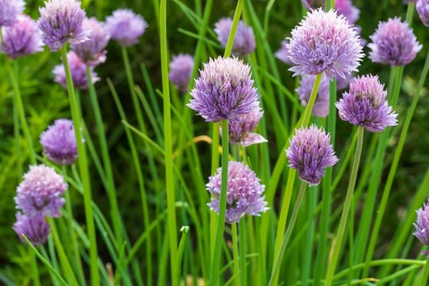 Flowering chives (Allium schoenoprasum), North Rhine-Westphalia, Germany