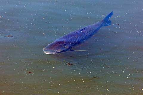 Catfish, fish pond, Fischers Land Boek, Mecklenburg Lake District, Mecklenburg-Western Pomerania,