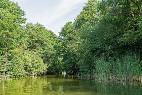 Canal between Leppinsee and Woterfitzsee, trees, Müritz National Park, Mecklenburg Lake District,