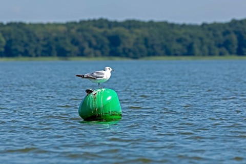 Gull, Mew Gull (Larus canus) sitting on a buoy, Woterfitzsee, Müritz National Park, Mecklenburg