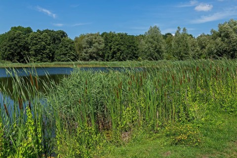 Fish pond, Fischers Land Boek, Mecklenburg Lake District, Mecklenburg-Western Pomerania, Germany