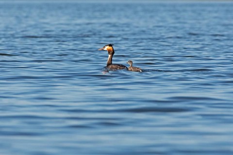 Great Crested Grebe (Podiceps ribbonfish) with juvenile, Leppinsee, Rechlin, Mecklenburg Lake