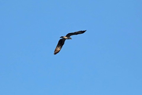 Osprey (Pandion haliaetus) in flight over Lake Leppin, Rechlin, Mecklenburg Lake District,