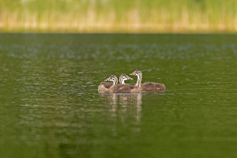 Young great crested grebe (Podiceps ribbonfish), Leppinsee, Rechlin, Mecklenburg Lake District,