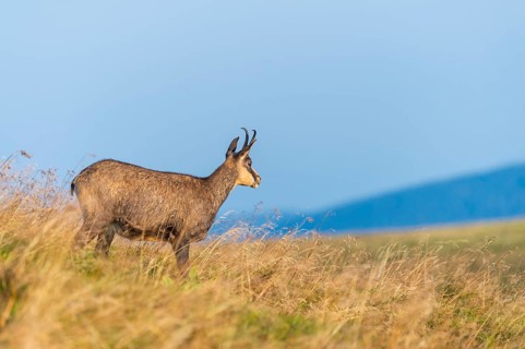 Chamois (Rupicapra rupicapra) on a meadow in the Vosges Mountains, wildlife, France