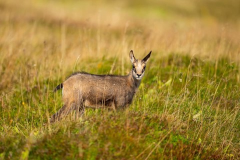 Chamois (Rupicapra rupicapra) youngster on a meadow in the Vosges Mountains, wildlife, France