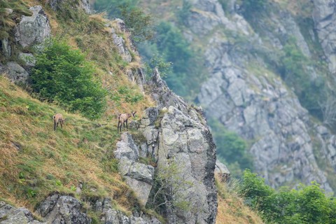 Chamois (Rupicapra rupicapra) on a mountain cliff in the Vosges Mountains, wildlife, France