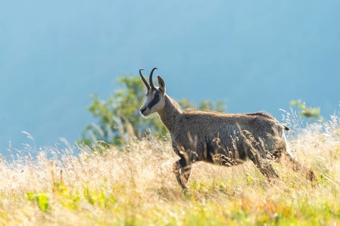 Chamois (Rupicapra rupicapra) on a meadow in the Vosges Mountains, wildlife, France