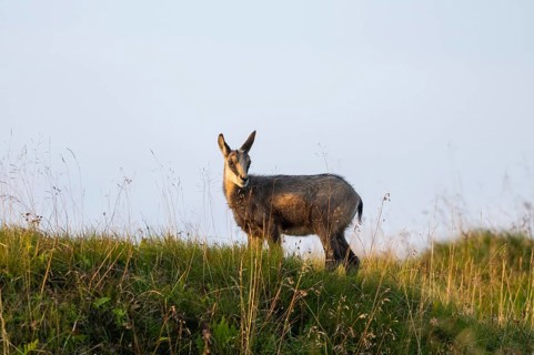 Chamois (Rupicapra rupicapra) youngster on a meadow in the Vosges Mountains, wildlife, France