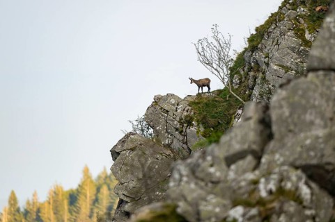 Chamois (Rupicapra rupicapra) on a mountain cliff in the Vosges Mountains, wildlife, France