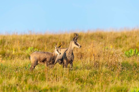 Chamois (Rupicapra rupicapra) mother with her youngster on a meadow in the Vosges Mountains,