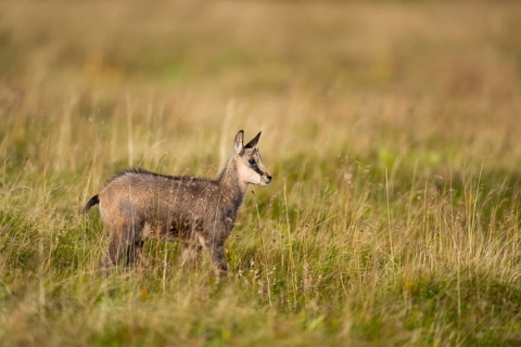 Chamois (Rupicapra rupicapra) youngster on a meadow in the Vosges Mountains, wildlife, France