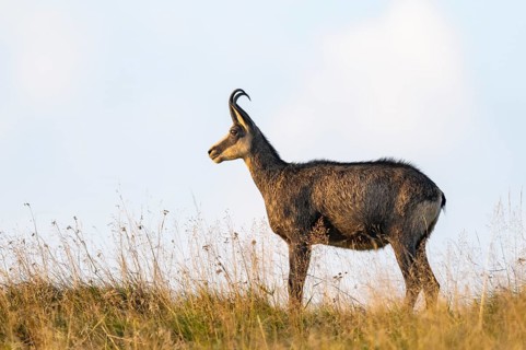 Chamois (Rupicapra rupicapra) on a meadow in the Vosges Mountains, wildlife, France