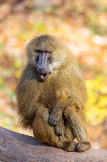 Guinea baboon (Papio papio) sitting on the ground, Bavaria, Germany Europe