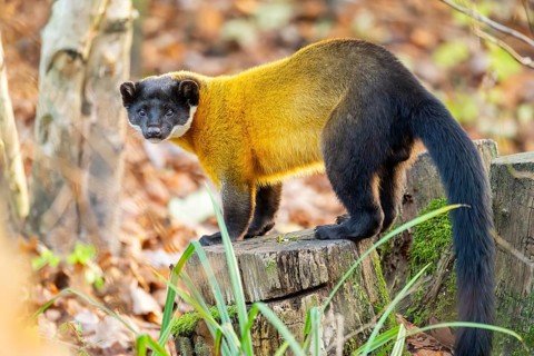 Yellow-throated marten (Martes flavigula) on an old wood, Germany