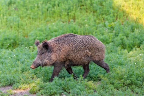 A wild boar (Sus scrofa) runs across a field of wild chamomile (Matricaria chamomilla). Bavaria,