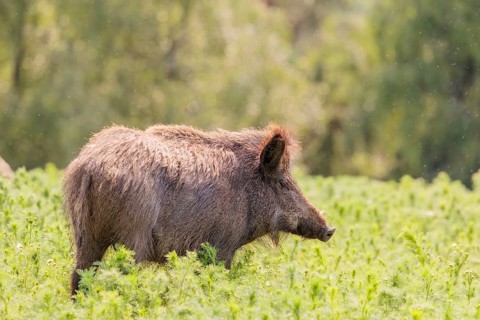 A wild boar (Sus scrofa) stands in a field of wild chamomile (Matricaria chamomilla). Bavaria,