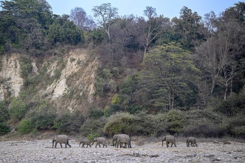 Indian elephants (Elephas maximus indicus), Corbett National Park, near Ramnagar, Uttarakhand