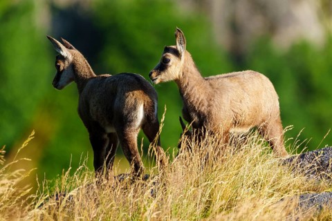 Two young chamois standing on a sunny meadow in front of a green background, chamois, chamois,