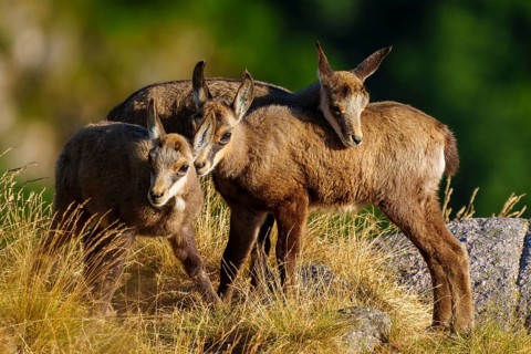 Three young chamois moving in a grassy, rocky environment surrounded by forest greenery, chamois,