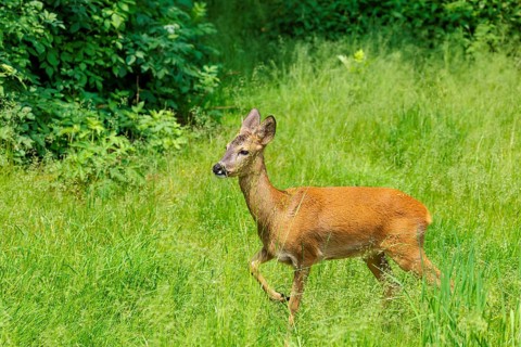 A female roe deer (Capreolus capreolus) crosses a green meadow. Bavaria, Germany