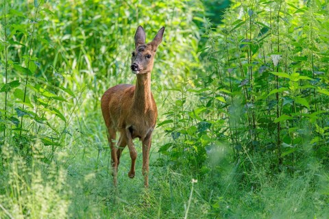 A female roe deer (Capreolus capreolus) crosses a nettle thicket. Bavaria, Germany