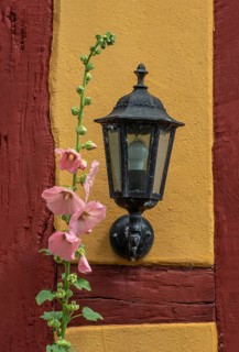 Flowering pink hollyhocks at an old half timbered wall with lamp in Ystad, Skåne county, Sweden,