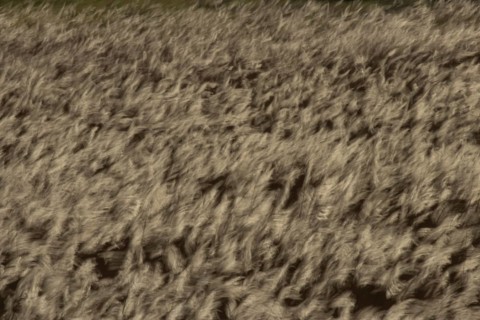 Common reed (Phragmites australis) reeds in a reedbed blowing in the wind abstract image, England,