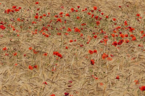 Common field poppy (Papaver rhoeas) flowers in a ripe farmland barley crop in summer, England,