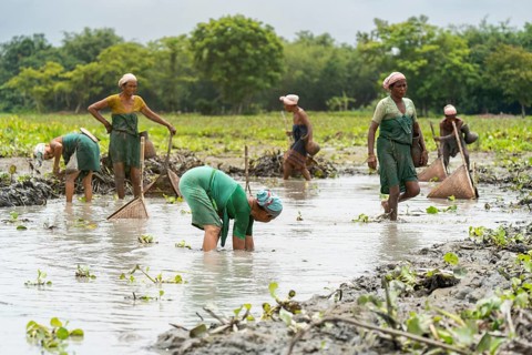 BAKSA, INDIA- JULY 12: Tribal women engage in traditional fishing using Jakoi, a bamboo fishing