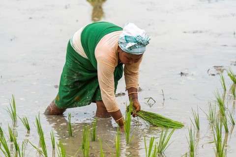 BAKSA, INDIA- JULY 12: A tribal woman transplant rice seedlings in a waterlogged paddy field in