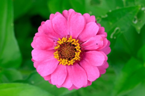 Zinnia (Zinnia elegans), flower, flowering, Germany