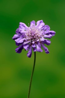 Pigeon Scabiosa (Scabiosa columbaria), pigeonweed, flowering, flowering, Ellerstadt, Germany