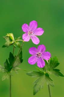 Cranesbill (Geranium cinereum), flowering, flowers, perennial plant, perennial, Ellerstadt, Germany
