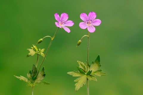 Cranesbill (Geranium cinereum), flowering, flowers, perennial plant, perennial, Ellerstadt, Germany