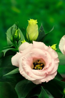 Prairie gentian, Lisianthius, Eustoma, flowering, Germany