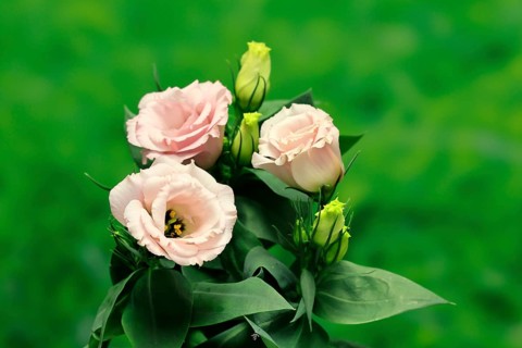 Prairie gentian, Lisianthius, Eustoma, flowering, Germany