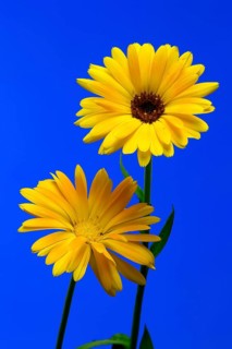 Marigold (Calendula officinalis), flower, flowering, medicinal plant, Ellerstadt, Germany