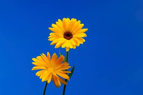 Marigold (Calendula officinalis), flower, flowering, medicinal plant, Ellerstadt, Germany