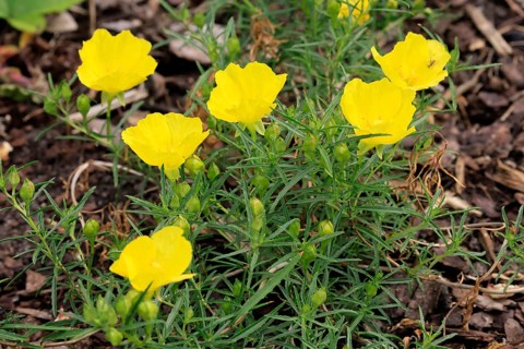 Oenothera hartwegii, evening primrose, flowering, flower, Ellerstadt, Germany