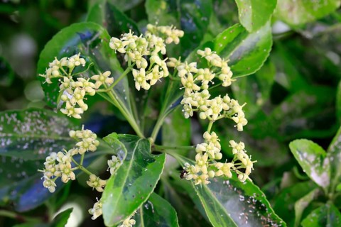 Euonymus japonicus (Euonymus japonicus), flowering, Germany