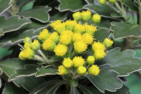 Gold-and-silver chrysanthemum (Chrysanthemum pacificum), flowering, Germany