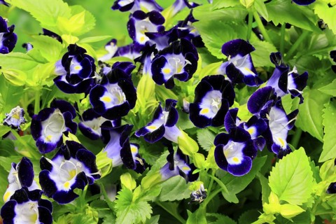 Fournier's torenia (Torenia fournieri), flowering, Germany