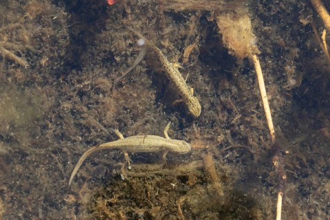 Smooth or Common newt (Lissotriton vulgaris) adult male and female amphibians in a pond, England,