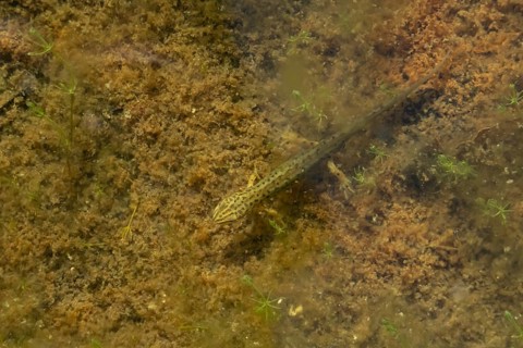Smooth or Common newt (Lissotriton vulgaris) adult amphibian in a pond, England, United Kingdom