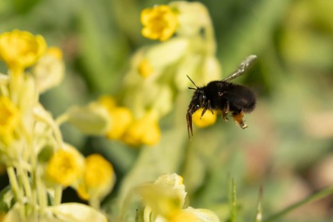 Ashy mining bee (Andrena cineraria) adult insect flying towards a Cowslip flower in spring,
