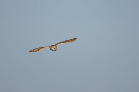 Barn owl (Tyto alba) adult bird flying, England, United Kingdom