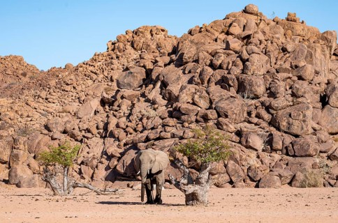African elephant (Loxodonta africana), desert elephant, near the Hoanib River, Damaraland, Kunene