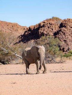 African elephant (Loxodonta africana), desert elephant, near the Ugab River, Damaraland, Kunene