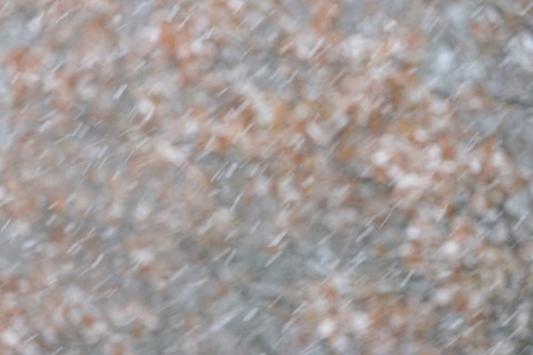 Oak (Quercus) with autumn leaves in dense snowfall, snow drift, North Sea, Norddeich, Lower Saxony,